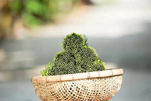 100% Pajitas de césped desechables ecológicas veganas y no tóxicas Alternativa natural y sostenible a las pajitas de plástico - Product Image 4