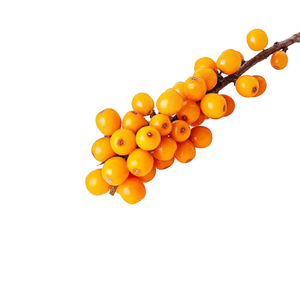 Argousier délicatement séché-Parfait pour les poudres, huiles et capsules - Product Image 2