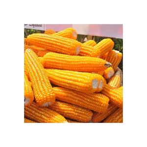 Cultivo de maíz amarillo para consumo humano y animal, maíz amarillo para alimentación de aves de corral - Product Image 4