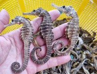 Ingrédient marin à base de hippocampes séchés de qualité supérieure, herbe marine naturelle séchée, herbe marine fonctionnelle