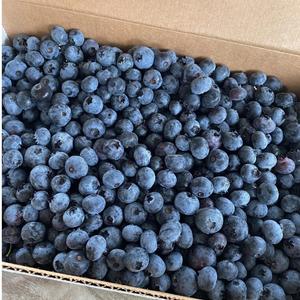 Fruits de Myrtille Frais Naturels Délicieux de Haute Qualité - Qualité Premium - Approvisionnement en Gros - Product Image 6