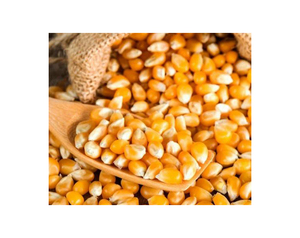 Maíz de origen natural OGM, alimento de maíz amarillo fresco para ganado y aves de corral, alimento para animales a precio competitivo - Product Image 6