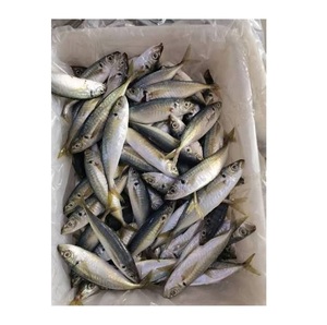 Pescado Scad Entero Congelado, Proveedor Mayorista de Mariscos de Primera Calidad - Product Image 3