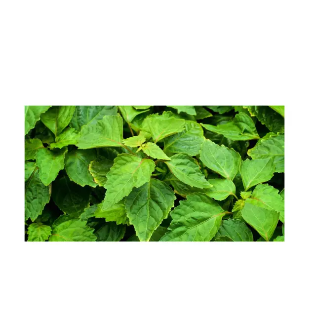 Looking for Organic Patchouli Leaf? We've got it! worldwide shipping Patchouli Essential Oil from Indonesia Good Quality