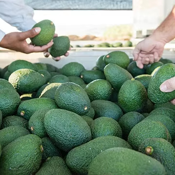 avocado greens colour