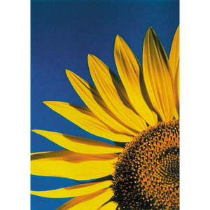 Customizable <b>Paper</b> Postcard Featuring Big Sunflower Print for Business Birthday Christmas New Year Mother's Day Father's Day - Product Image 1