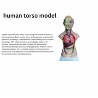 Modelo Anatómico de Torso Humano MAYALAB, Fibra de Vidrio de Grado Médico, PVC de Grado Médico, Diseño de Espalda Removible, 36 Pulgadas (85 cm), Ciencias Médicas