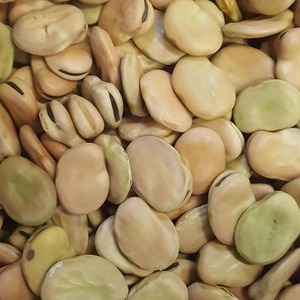 Medium Fava Beans <b>For</b> <b>Sale</b> <b>Bulk</b> Packed High Quality Medium Fava Beans Available <b>For</b> Food Industry And Retail - Product Image 6