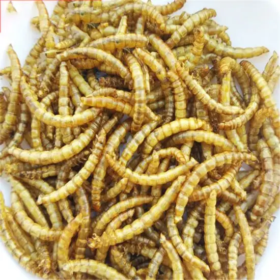 high protein dried mealworms for small pert hamster food