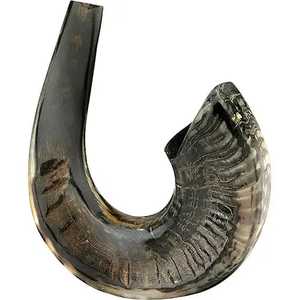 Medio Kudu cuerno Shofar pulido artesanías naturales India Kosher Ram's Horn ecológico estilo Animal arte coleccionable precio de fábrica - Product Image 1