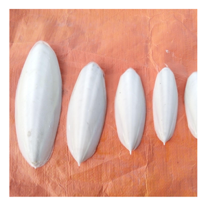 Best Price Chic <b>Cuttlefish</b> Bone From Vietnam, 100% Fresh <b>Cuttlefish</b> Bone For Pet Toy, Eco-Friendly <b>Cuttlefish</b> Bone For Polishing - Product Image 2