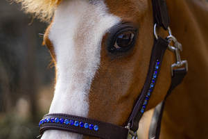 Halter équestre Bling spécial cuir bleu marron licou en cuir conçu sur mesure et intelligent - Product Image 3