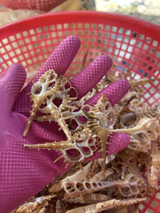 Fabricant vietnamien de tranches de coquillage en spirale polie pour l'artisanat de décoration et de cadeaux - Product Image 4