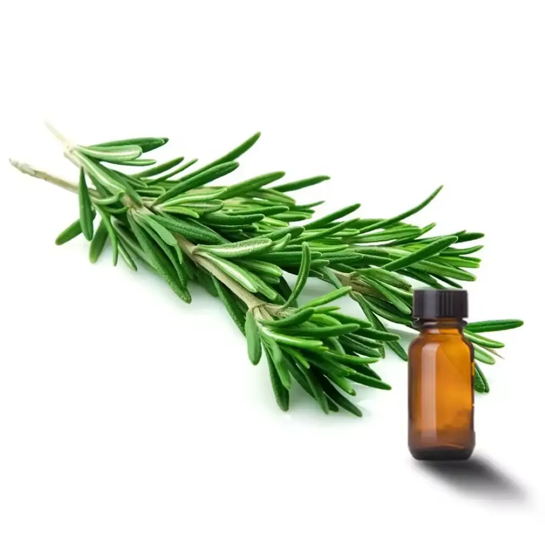Best Prices Rosemary Spanish Essential Oil with Customized Packing Available Rosemary Oil For Sale By Exporters