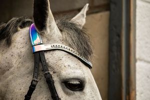 Nueva Brida Anatómica Negra Equipride con Acabado Metálico Patentado y Riendas Antideslizantes de Cuero Holográfico - Product Image 5
