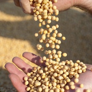Pure Natural Fresh Sesame <b>Seeds</b> Premium Quality Size 14-32 Ready to Eat Tanzania 30-Day Shelf Life Dry & Cool <b>Storage</b> - Product Image 2