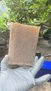 Panal de Miel Cruda Natural al por Mayor, Miel Pura para Consumo Humano de Vietnam - Product Image 2