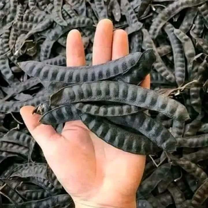 VAINAS DE GLEDITSIA SECAS DE VIETNAM INGREDIENTE HERBAL PURO PARA FORMULAS LIMPIAS DE BELLEZA Y SALUD - Product Image 1