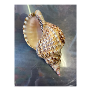 Abastecimiento sostenible de Triton y Conch Shells de tamaño personalizado: Triton y Conch Shells - Product Image 3