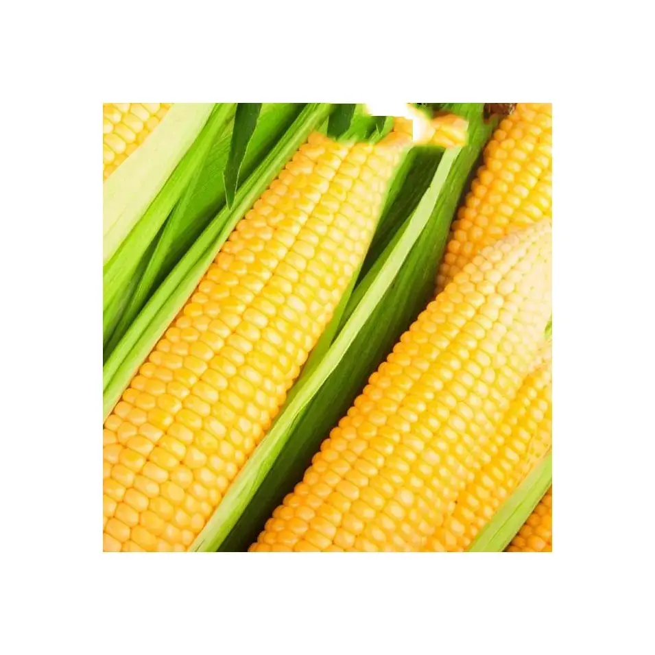 Wholesale Sale buyer Import Suppliers Fresh Suppliers Animal Feed Yellow And White Corn Maize For Human