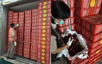 Verse Mangosteen Vietnam Hoge Kwaliteit En Lage Prijs + 84 978495473
