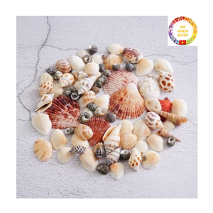 Directo de fábrica, conchas marinas naturales mixtas, venta al por mayor, decoración de pecera hecha a mano DIY - Product Image 4