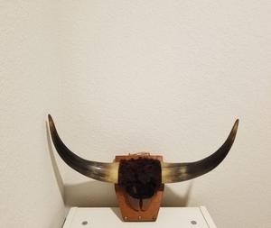 Crâne de buffle naturel sculpté à la main, écologique, à suspendre ou à poser, pour décoration murale - Product Image 3