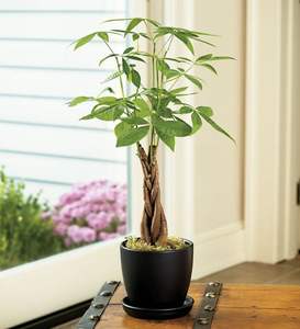 Pachira Aquatica Árbol del Dinero para Interiores/Exteriores, Planta Trenzada de la Suerte, Diseño Creativo Minimalista, Decoración del Hogar, Venta al por Mayor Huertos Del - Product Image 1