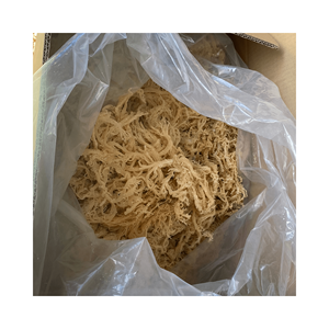 Vente en gros de produits d'algues Cottonii-Gold & Purple Irish Seamoss - Fresh Raw Eucheuma Cottonii Seaweed - Nutrition Seafood - Product Image 1