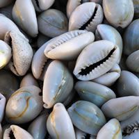 ขายตรงจากโรงงานเปลือกหอยทะเลคาวรี่สีเหลืองทองคุณภาพสูงจากธรรมชาติ - Product Image 2