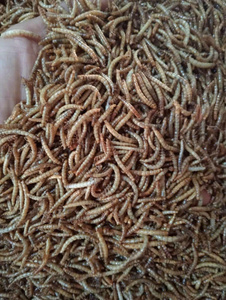 Gusanos de harina vivos naturales para animales pequeños/Katty - Product Image 6