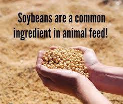 Harina de soja fresca con alto contenido de proteínas para piensos disponibles en la mejor calidad del exportador y fabricante indio - Product Image 6