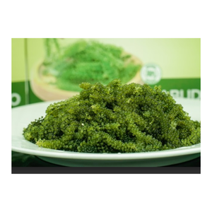 Les algues sèches déshydratent le raisin de mer Caulerpa Lentillifera Raisin de mer séché Mousse de mer du Vietnam au meilleur prix et de haute qualité - Product Image 3