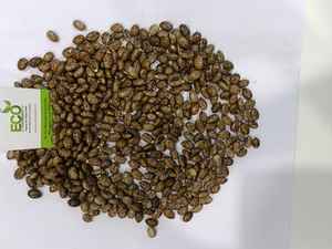 Principal fournisseur et fabricant domestique cultivé dans les terres agricoles de l'inde - Product Image 4