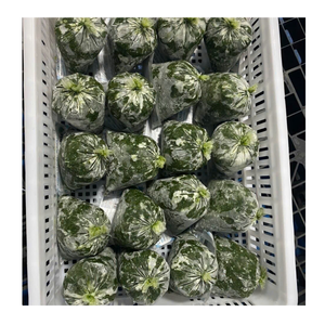 Hojas de mandioca picadas congeladas Vietnam Hojas de mandioca picadas congeladas usadas en sopas Guisados Recetas culinarias exportadas a nivel mundial - Product Image 4