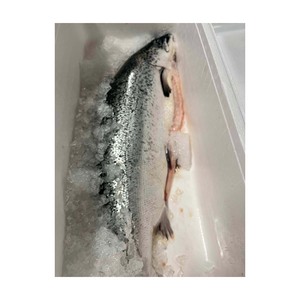 Đầy đủ cá hồi 15kg Top Grade đông lạnh cho bán buôn và nhà nhập khẩu - Product Image 5