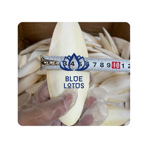 Choix populaire : Os de seiche pour soutenir l'apport en calcium chez les espèces de limaces et créer des pièces d'art décoratives ressemblant à de la craie - Product Image 1