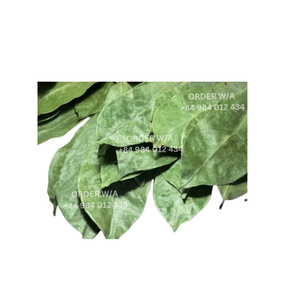 Té crudo suelto saludable Hoja de soursoup de Vietnam Hojas de soursoup secas silvestres para exportación de té a granel desde Vietnam - Product Image 5