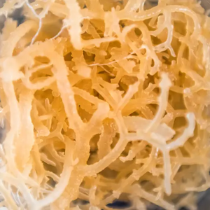Whole <b>Raw</b> Dried Irish <b>Moss</b> Gold From Vietnam Producer - Product Image 4