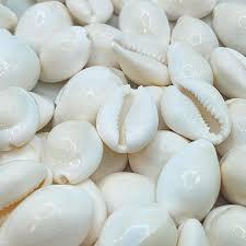 Coquilles de cauri aux oeufs polies de qualité Offre Spéciale | Coquillages océaniques naturels | Origine du Vietnam - Product Image 6