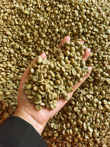 Granos de Café Verde Robusta de Vietnam, Tamaño 18, Certificación USDA, Alta Calidad, Exportación a Granel, Marca TNFOOD, Grado G1/G2, ISO 22000 - Product Image 6