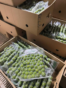 PUREE DE DRACONTOMELON CONGELÉ VIETNAMIEN PERFUSÉE DE FEUILLE DE CATAPPA DE TERMINALIE NATURELLE POUR UNE SANTÉ IMMUNITAIRE OPTIMALE - Product Image 5