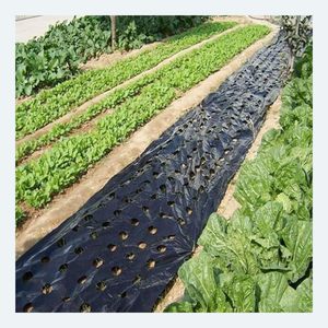 Película de Plástico para Acolchado Agrícola, Tipo Extrusión, Estilo Moldeado por Rodillos, CT-M001 Negro, CENPLAS de Vietnam, Servicio OEM - Product Image 3