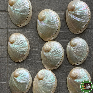 Decoración vietnamita hecha con conchas marinas reales para decoración de interiores y como regalo. - Product Image 1