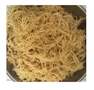 สาหร่ายทะเลคอตตอนอบแห้งแบบเวียดนามผลิตภัณฑ์สาหร่ายคุณภาพสูง - Product Image 1