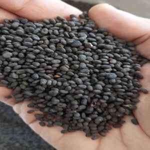 Pure Psoralea Corylifolia Seeds Wholesale Babchi Herb Root Spice Prix du marché en gros de l'exportateur indien - Product Image 2