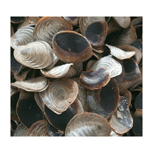 Seashell Murex Operculum precio barato/Murex Caracol Shell/Calidad Operculum Shell para hacer perfume con alta calidad - Product Image 3