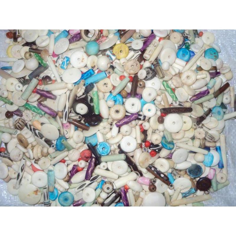 Premium Graded Oval Bone Shell Coral