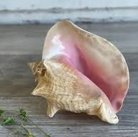 El mejor precio al por mayor, conchas marinas rosadas de Vietnam, Material de concha, técnica pulida - Product Image 4
