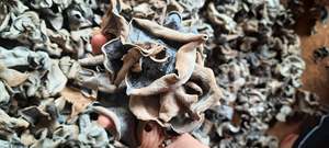 Wholesale Dried Wood Ear <b>Mushroom</b> for Export/ Black Dry Tree Ear for Export From Vietnam Ms. Lily +84 906927736 - Product Image 6